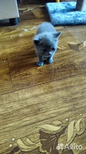 Отдам бесплатно