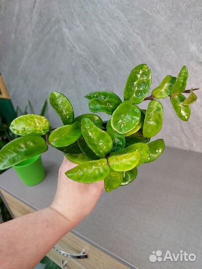 Hoya chlorantha