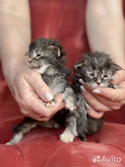 Котята мейн-кун полидакт