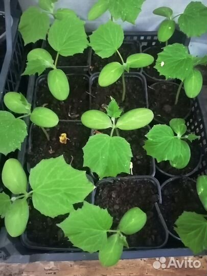 Рассада помидор и огурцов