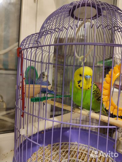 Волнистый попугай с клеткой