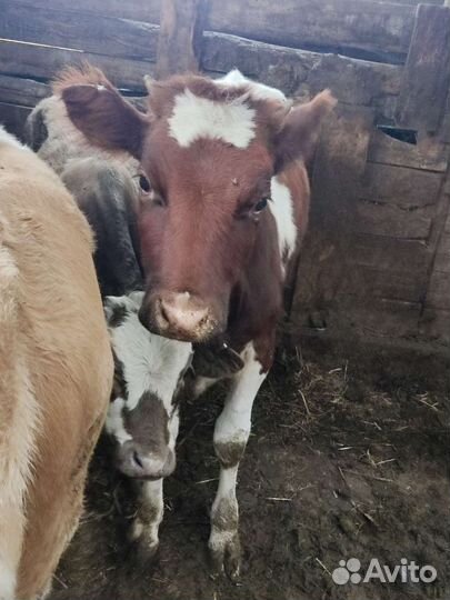 Продам телят