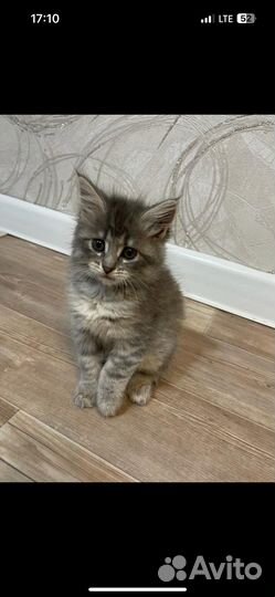 Котята мейн-кун