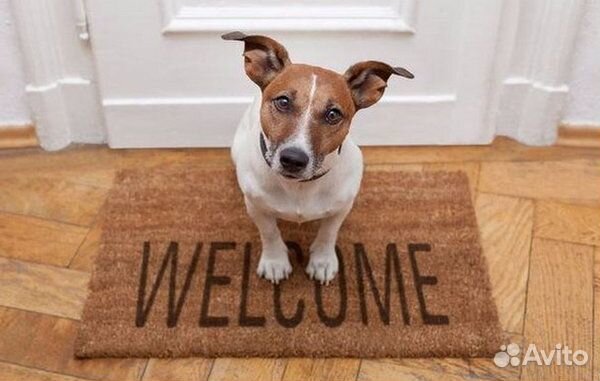 Передержка собак