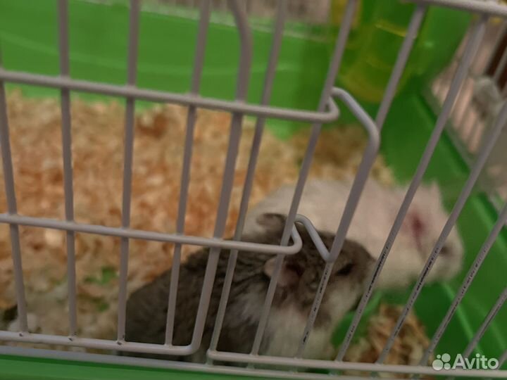Хомячки с клеткой