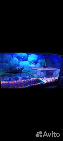 Красноухая черепаха с аквариумом