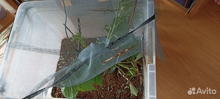 Палочник Lamponius guerini