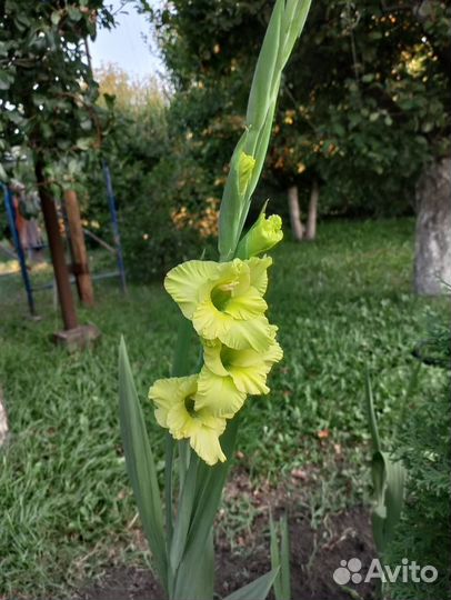 Луковицы гладиолусов и калл