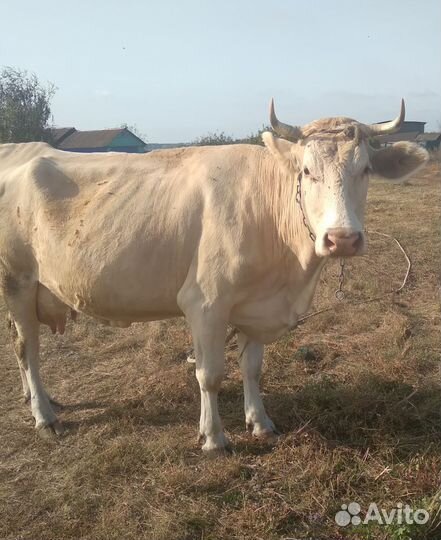 Дойная корова