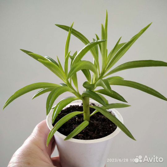 Пеперомия Ротундифолия