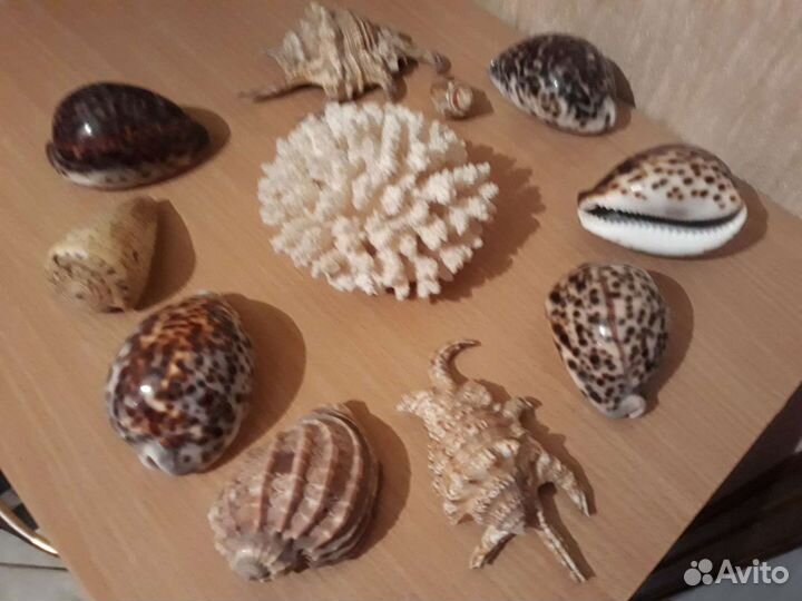 Морские раковины (ракушки) и коралл