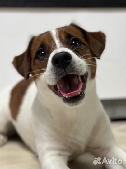 Вязка кобель джек рассел