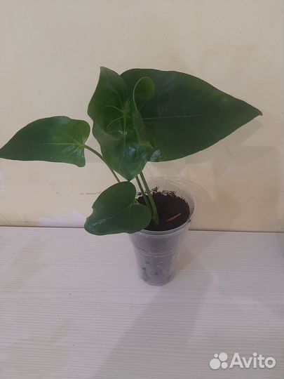 Антуриум Эссенция