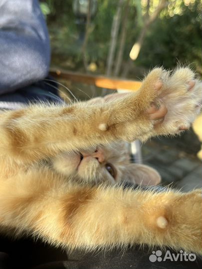 Рыжий котенок