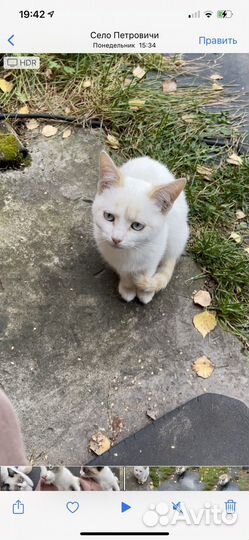 Продам котят