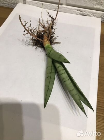 Сансевиерии Пагода стриата, Сил.Перрот, Муншайн