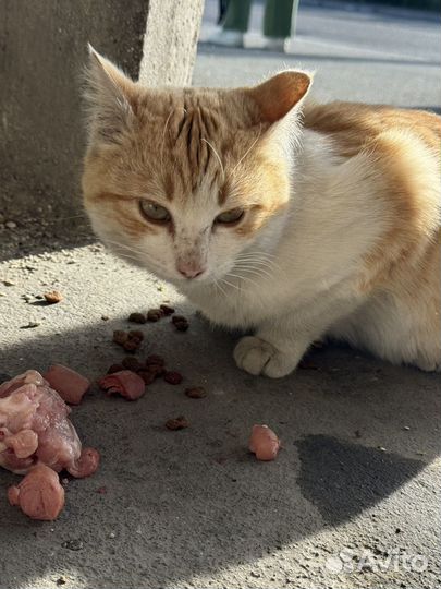 Рыжий котик ищет дом