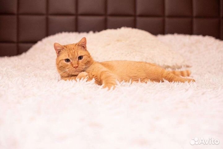 Рыжее солнышко в дар