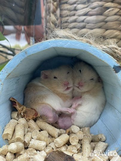Сирийский хомяк