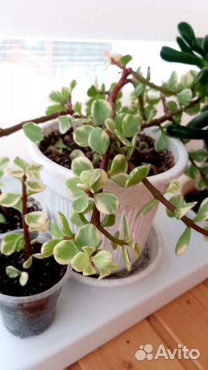 Партулакария афра триколор вариегатная и Хоббит