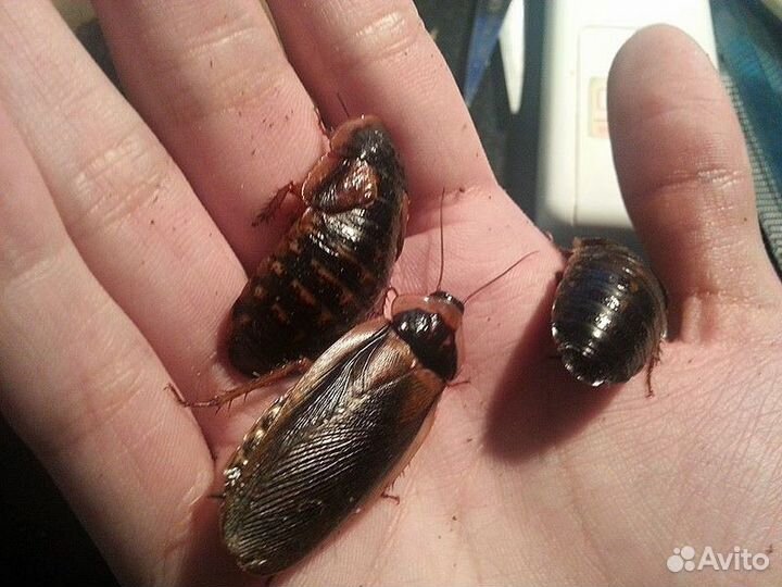 Аргентинский таракан для рептилий корм