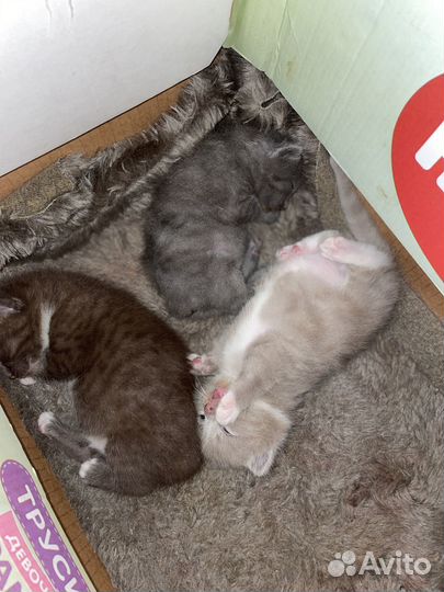 Шотландские котята