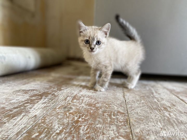 Котята