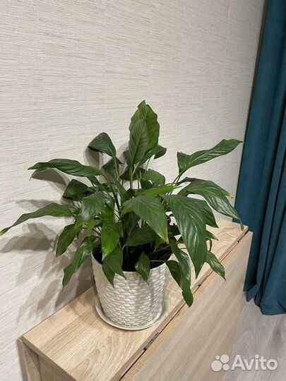 Спатифиллум