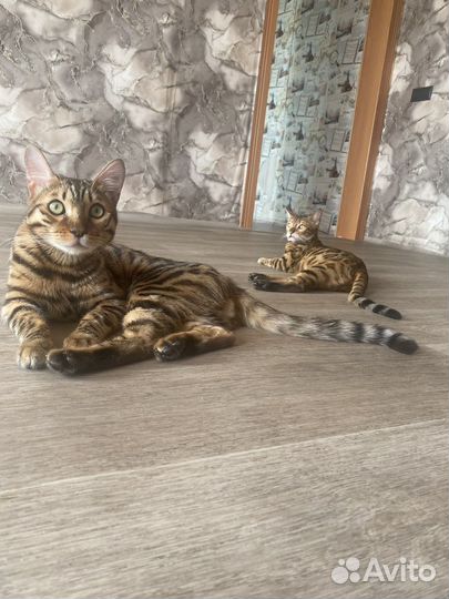 Бенгальские