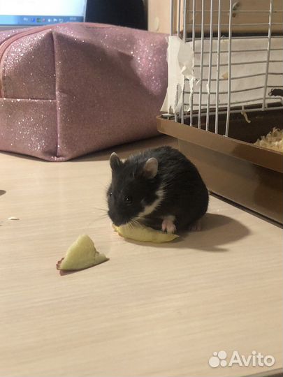 Джунгарский хомяк девочка