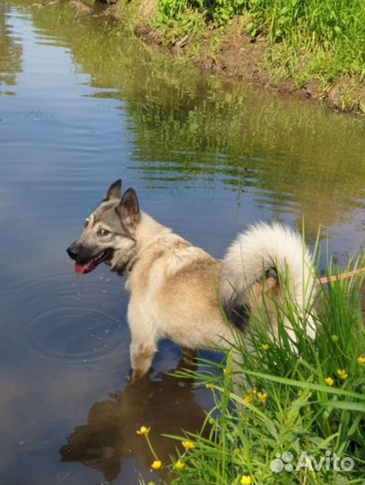 Щенок Оскар, ждет своего человека