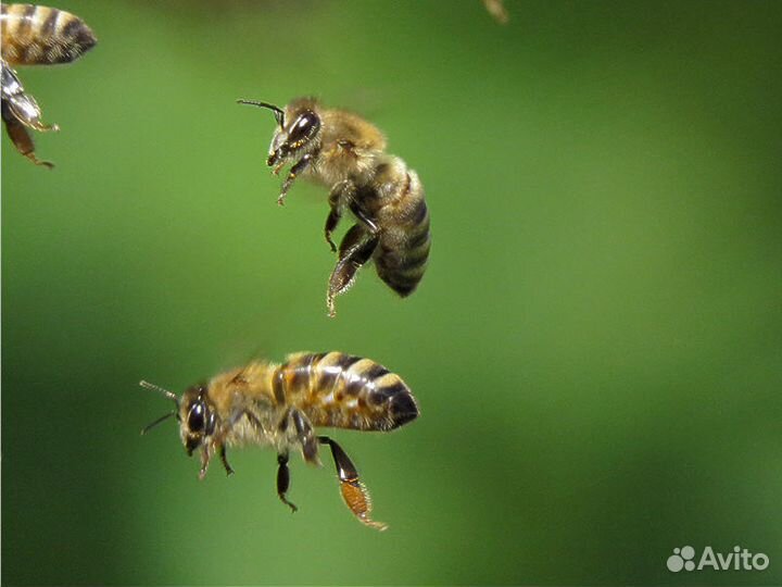 Отводки пчел, рои