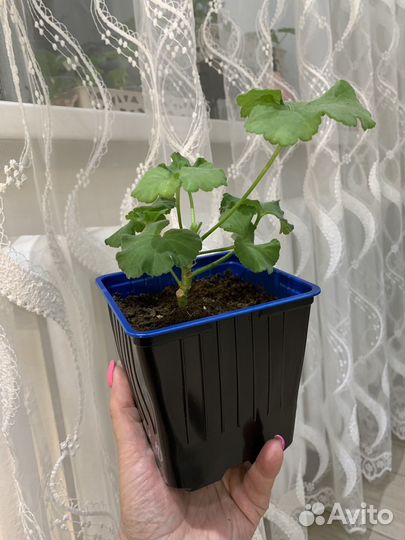 Пеларгония герань