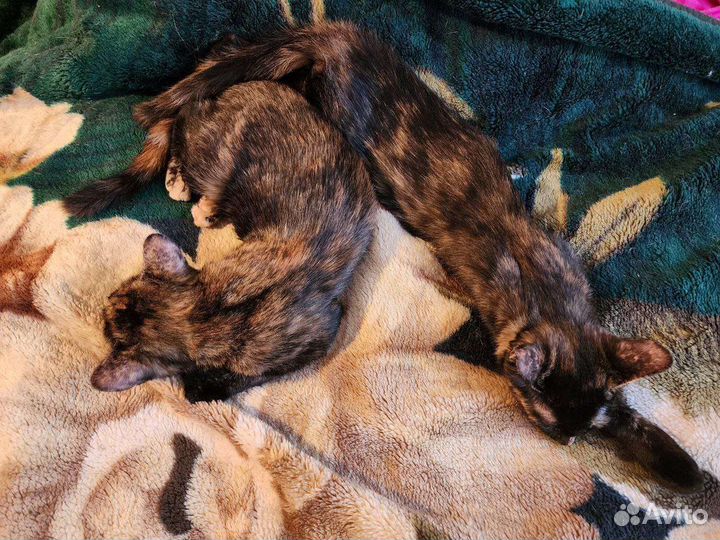 Котята(девочки) очень ищут дом. Москва(Одинцово)