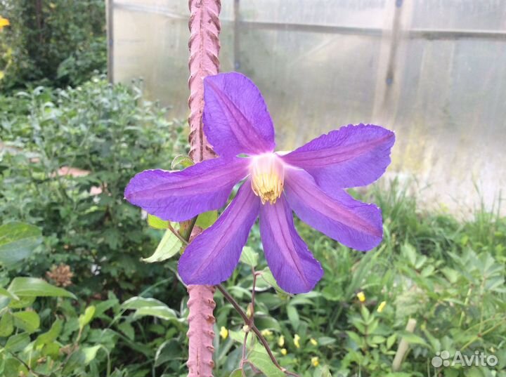 Клематис. Роза плетистая. Лилейник