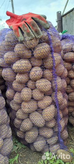 Картофель