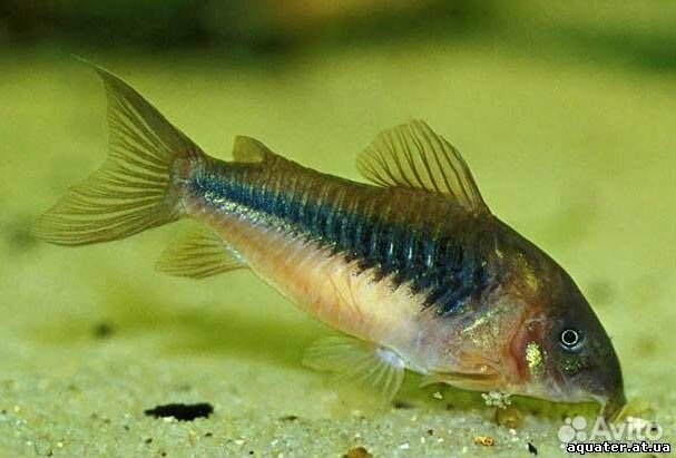 Риччия и пр.живность и растительность в аквариум