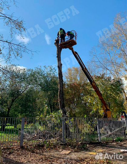 Спил деревьев. Расчистка участков. Валка. Обрезка