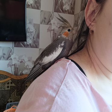 Попугай корелла говорящий