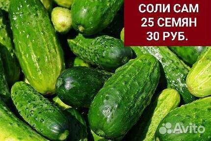 Семена Огурцов
