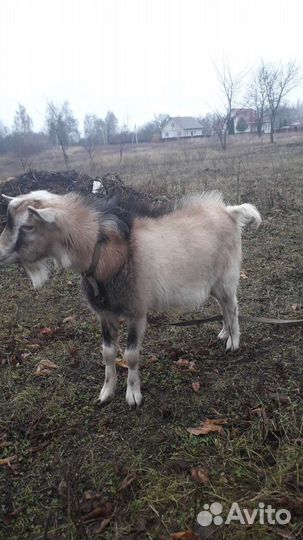 Козел на продажу
