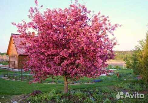 Яблоня Декоративная Роялти