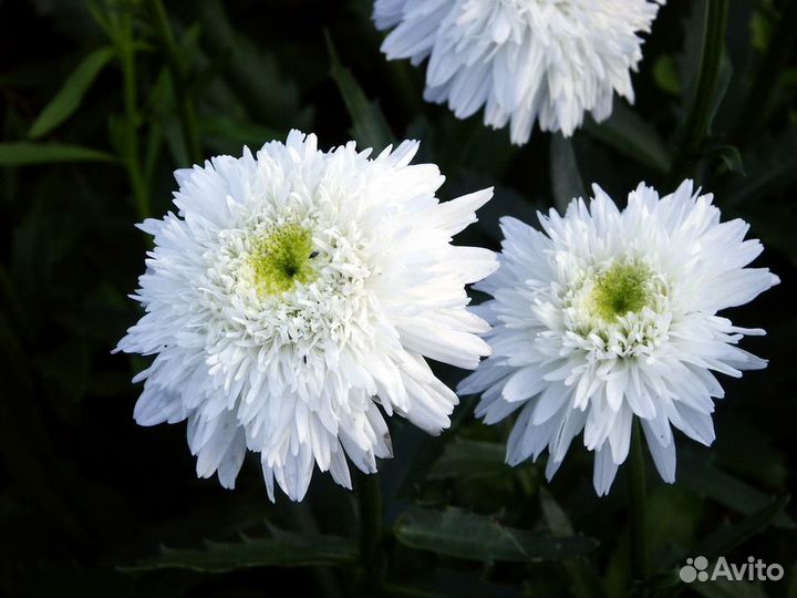 Махровая ромашка Вайлар Суприм