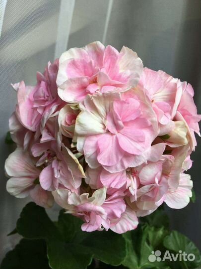 Пеларгония герань