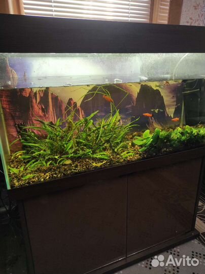 Аквариум с тумбой 200литров