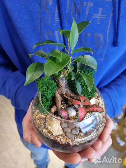 Мини бонсай во флорариуме