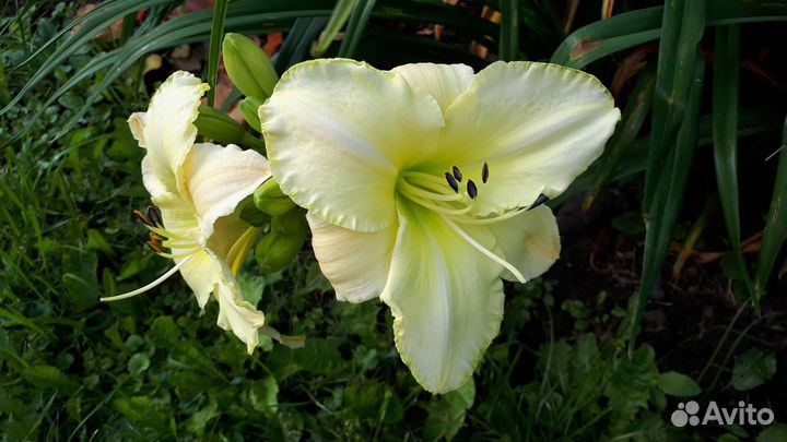 Лилейники деленками и кустами