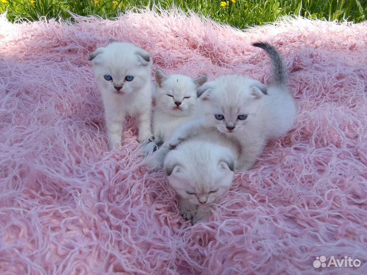 Котята золотая линкс поинт