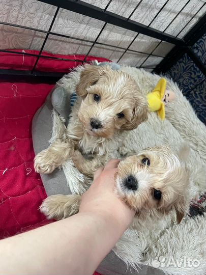 Мальчишки мальтипушки ф1