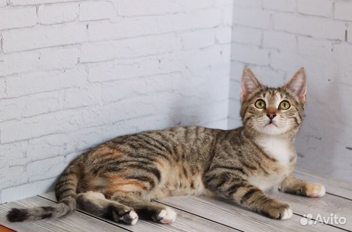 Котёнок в хорошие руки